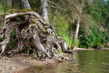 Europe, Lithuania, Vistytis regional park, washed wood roots at lake