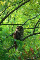 owl on a tree