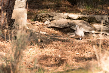pigeon looking for food among the needles of the pines