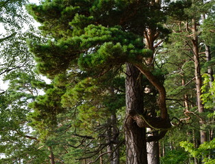 Strange pine branches at Vistytis regional park, Lithuania, Europe