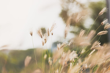 Finger grass (Swollen finger grass) with blurry green grass and sunlight background