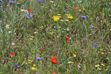 meadow flowers in a green feild