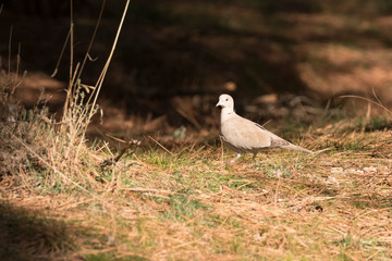 pigeon looking for food among the needles of the pines