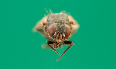 Close up portrait of insect