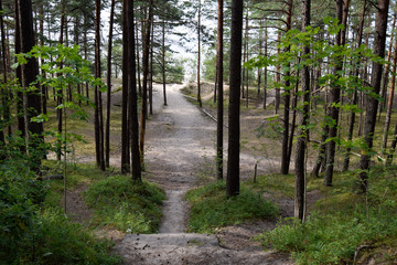 Coniferous forest, pines, road to the sea, summer, day. Natural natural landscape of Baltic.
