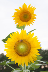 Fototapeta premium sunflowers and bee