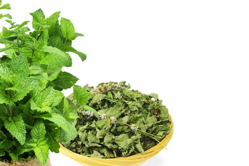 fresh green and dried mint leaves or mentha piperita leaves herb isolated in white background © gv image