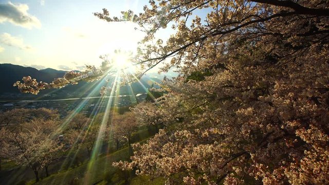 View of blooming trees and mountains,  Nagano Prefecture,  Chikuma City