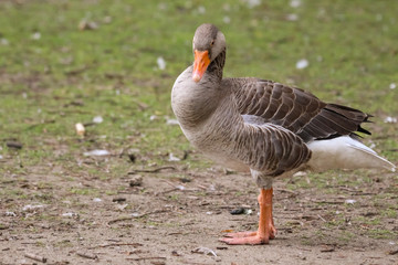 graylag goose