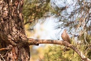 Pigeon on pine branch watching