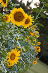 sunflower row