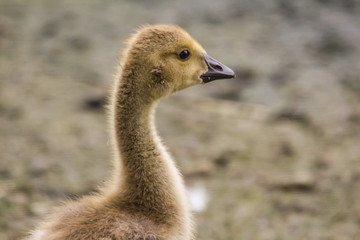 gosling
