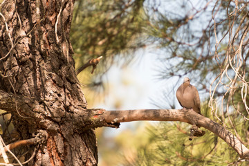 Pigeon on pine branch watching
