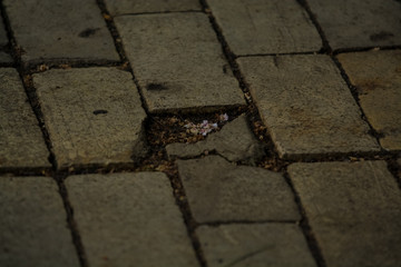 Obraz premium Background or texture from a broken and equal tile with patches of light and drops. Stone blocks on the sidewalk.