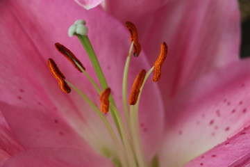 closeup of pink flower stamen 