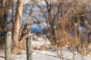 Long eared owl