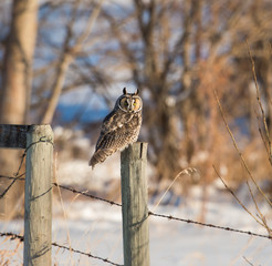 Long eared owl