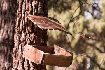 Sparrow flying over the feeder