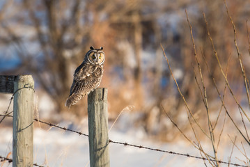 Long eared owl