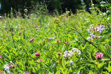 nature meadow with flowers