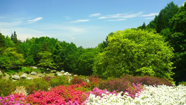 Azalea flower field and forest,  Ueda,  Nagano Prefecture,  Japan