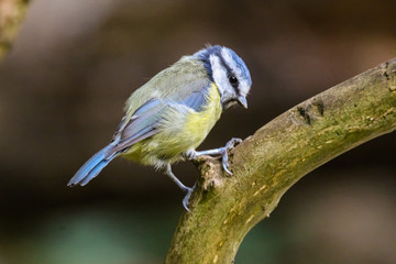 bluetit