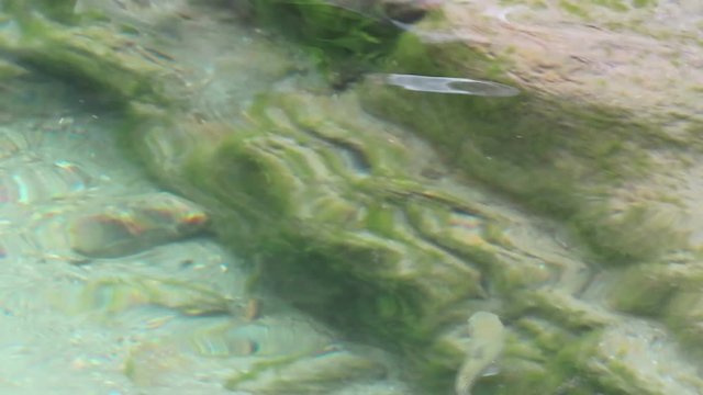 wild river trout (Salmo trutta fario) swimming in a stream at austrian alps in tirol.