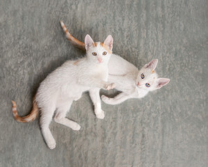 Two cute cat kittens, bicolor white with red van pattern, lying together on a stony floor and watching curiously, viewed from above, Greece