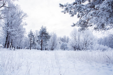 winter field in the snow