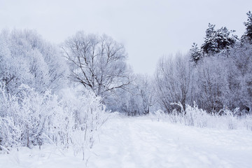winter field in the snow