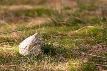 Limestone on grass and dried pine needles