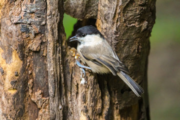 willow tit