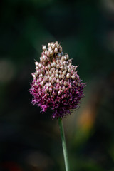 Close up of a purple and white allium flower head