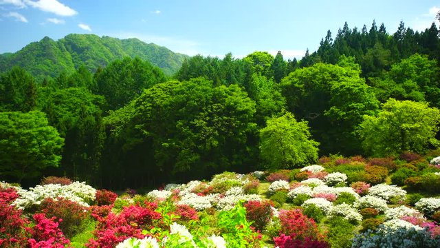 View of azaleas,  Ueda City,  Nagano Prefecture