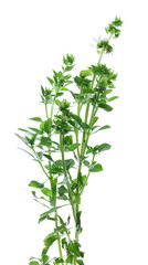 Fresh green basil herb isolated on white background, Ocimum basilicum