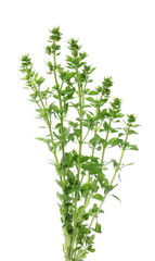 Fresh green basil herb isolated on white background, Ocimum basilicum