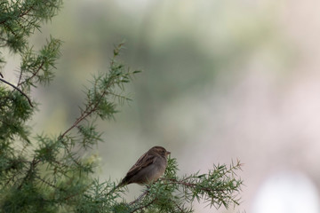 sparrow on thin bush branch