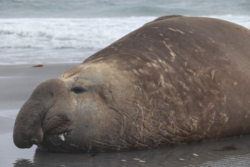 Fototapeta premium sleeping and dribbling elephant seal bull with scars 