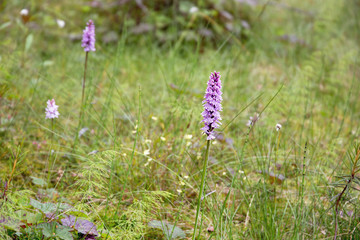 Spotted orchis (palmatocorhynchia) grows in a swamp (Orchis maculate). Red Book. Karelia. Russia