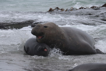 Large elephant seal bull achdentaly cruising a squealing pup 