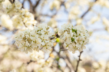 Close-up of apple blossoms in springtime.