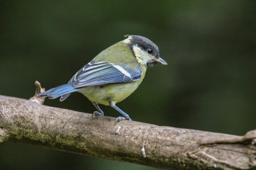 Obraz premium great tit