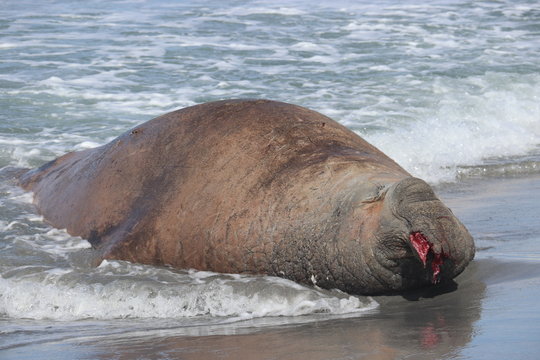 Wounded Elephant Seal With Bloody Nose 