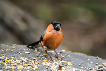 bullfinch