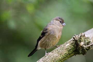 bullfinch