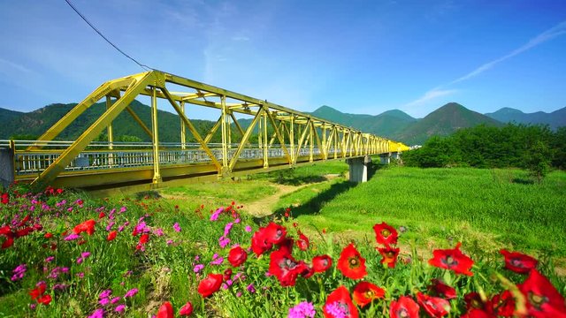 Panning shot of rail bridge over&nbsp;Chikuma&nbsp;river and poppies,  Japan