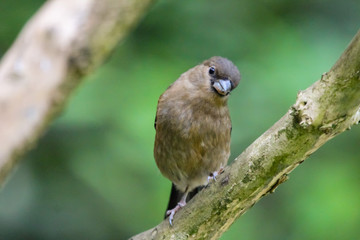 bullfinch