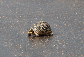 Tortoise