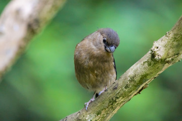 bullfinch