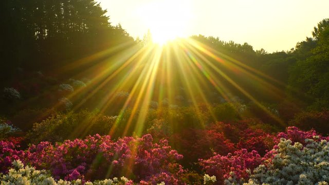Azalea flower field at sunrise,  Ueda,  Nagano Prefecture,  Japan